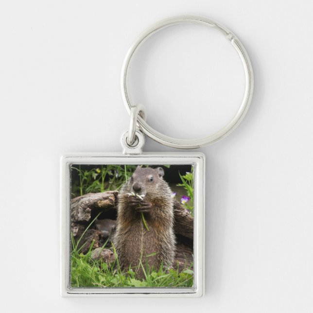 Llavero Marmota comiendo una flor (Frente)