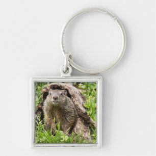 Llavero Marmota en un tronco hueco