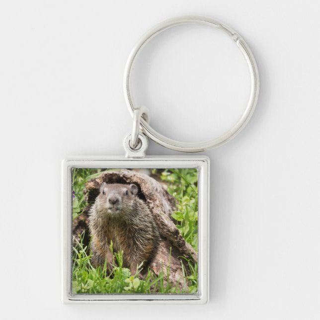 Llavero Marmota en un tronco hueco (Frente)
