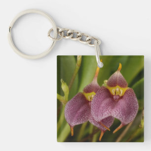 Llavero Masdevallia