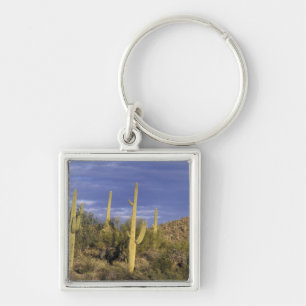 Llavero México, Baja del Norte, Catavina Desert Nacional 