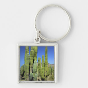 Llavero México, Sonora, San Carlos. Saguaro y Pitahaya