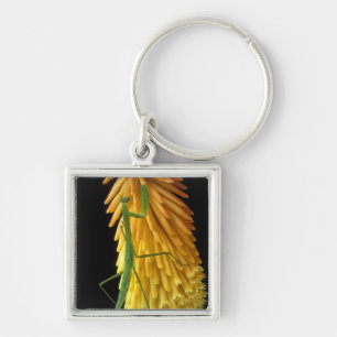 Llavero Michigan, Rochester Hills. Orando a los antis en r