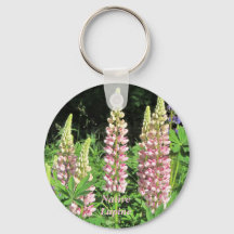 Minnesota Lupine Rosa