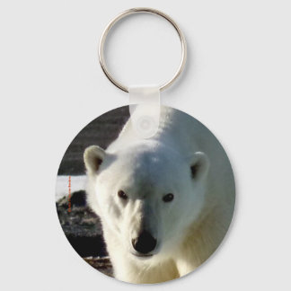 Llavero Mirando al ojo de un oso polar