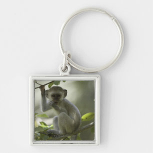 Llavero Mono de Vervet, Zimbabwe