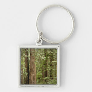Llavero Monumento Nacional Muir Woods, Norte