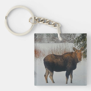 Llavero Moose canadiense salvaje en nieve IV