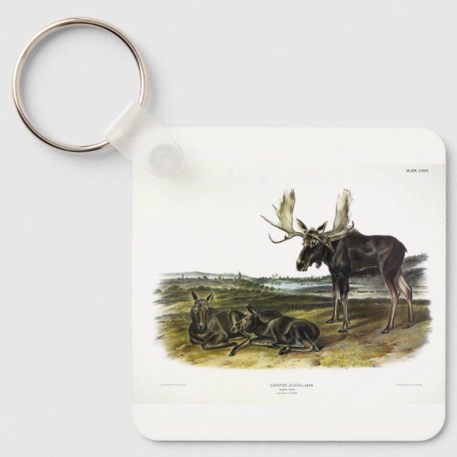 Llavero Moose Deer (Moose - Alces alces) de Audubon (Anverso)