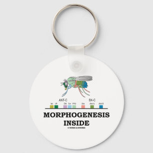 Llavero Morfogénesis Interior (Genes Drosophila de la mosc