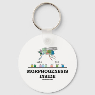 Llavero Morfogénesis Interior (Genes Drosophila de la mosc