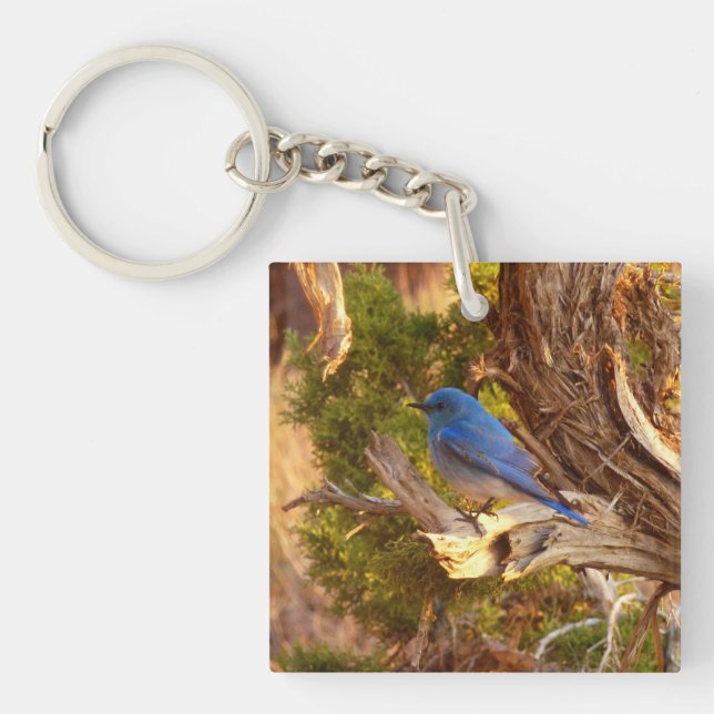 Llavero Mountain Bluebird at Arches National Park (Frente)