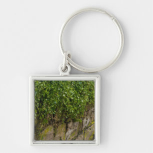 Llavero Muro De Ivy