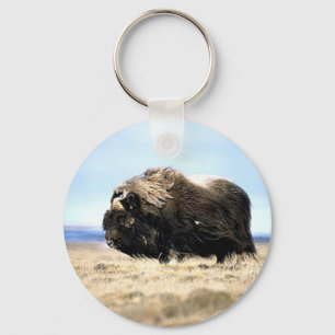 Llavero Musk Oxen