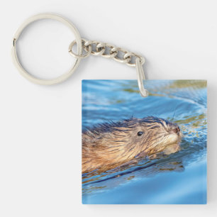 Llavero Muskrat en la Reserva Ecológica de las Granjas de 