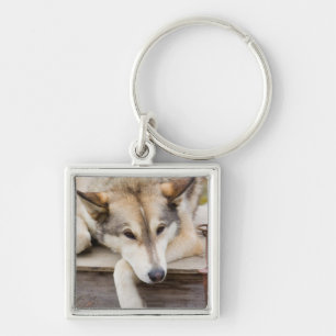 Llavero N.A., EE. UU., Alaska. Perros de trineo Husky