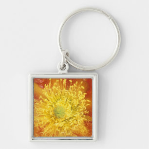 Llavero N.A., EE.UU., Arizona, Tucson, desierto Sonora 3