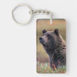 Llavero NA, EE. UU., Alaska, Parque Nacional Denali, Oso p