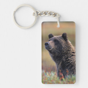 Llavero NA, EE. UU., Alaska, Parque Nacional Denali, Oso p