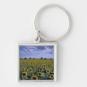 Llavero NA, EE. UU., Kansas, cultivo de girasol