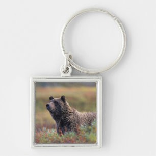 Llavero NA, USA, Alaska, Denali NP, oso Grizzly