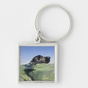 Llavero Natación del perro en agua