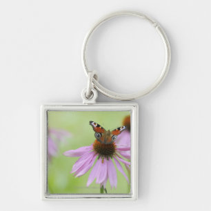 Llavero Néctar de consumición de la mariposa de pavo rea