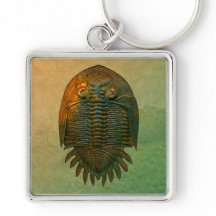Neometacanthus Fossil Trilobita
