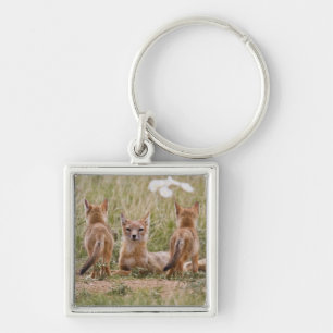 Llavero Niña de Swift Fox (Vulpes velox) con