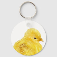 Niño amarillo lindo Chick