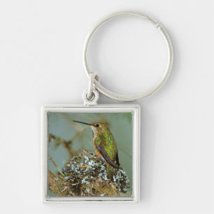 Llavero Norteamérica, EE. UU., Alaska. Colibrí rufo