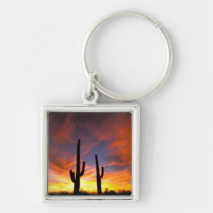 Llavero Norteamérica, EE. UU., Arizona, Desierto de Sonora