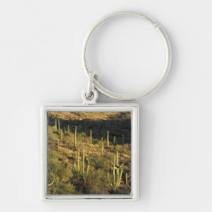 Llavero Norteamérica, EE. UU., Arizona, Desierto de Sonora