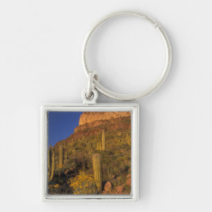 Llavero Norteamérica, EE. UU., Arizona, Organ Pipe Cactus 
