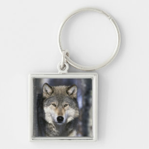 Llavero Norteamérica, EE. UU., Minnesota. Lobo Canis