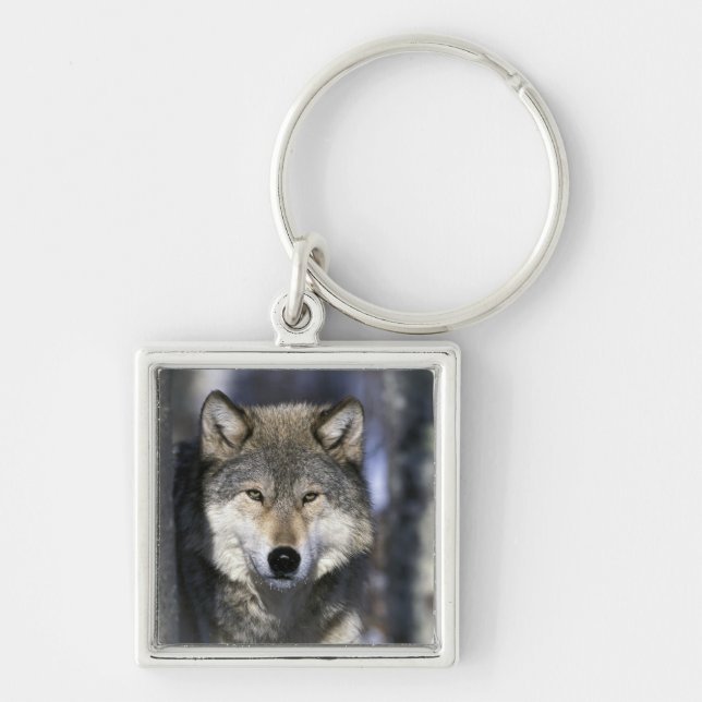 Llavero Norteamérica, EE. UU., Minnesota. Lobo Canis (Frente)