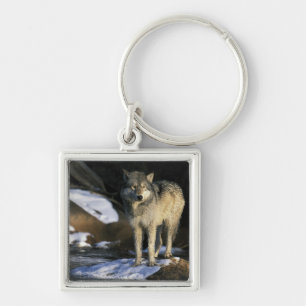 Llavero Norteamérica, EE. UU., Minnesota. Lobo (Canis