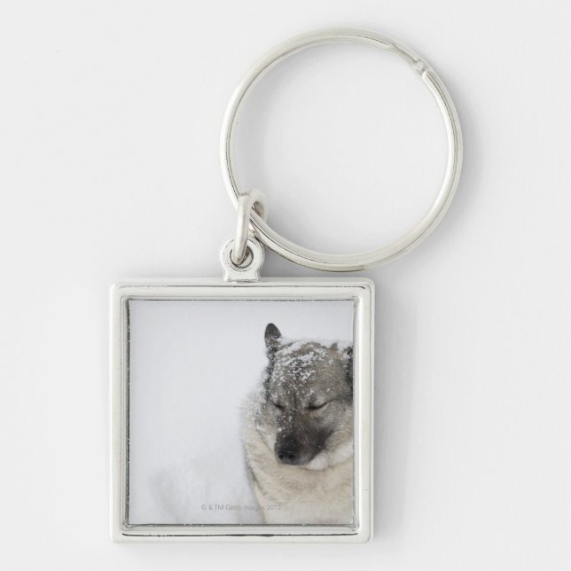 Llavero Noruego Elkhound (Frente)