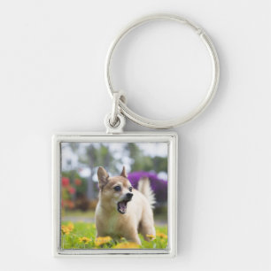 Llavero Nuestro kekai del perro casero. Él es a medias