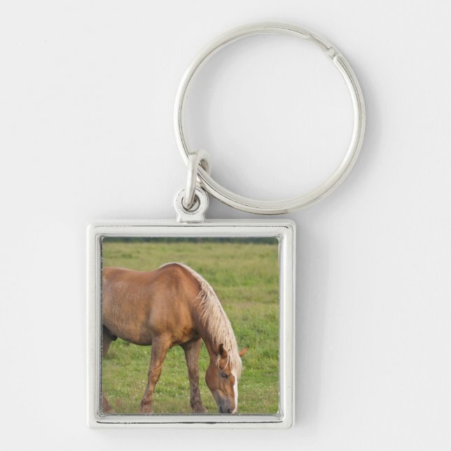 Llavero Nueva Brunswick, Canadá. Caballo en el campo. (Frente)