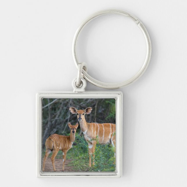 Llavero Nyala (Tragelaphus Angazii) con cría, Ndumo (Frente)