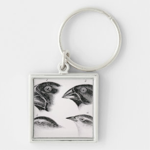 Llavero Observaciones del pájaro de Darwin