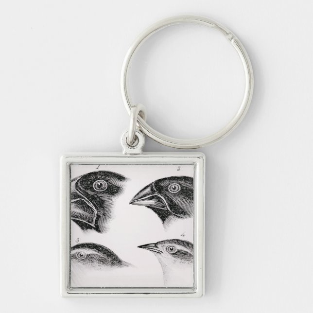 Llavero Observaciones del pájaro de Darwin (Frente)