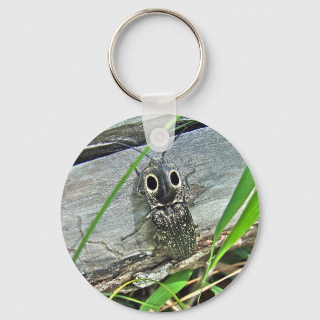 Llavero Ojos Orientales Elater Click Beetle - Alaus oculat (Anverso)
