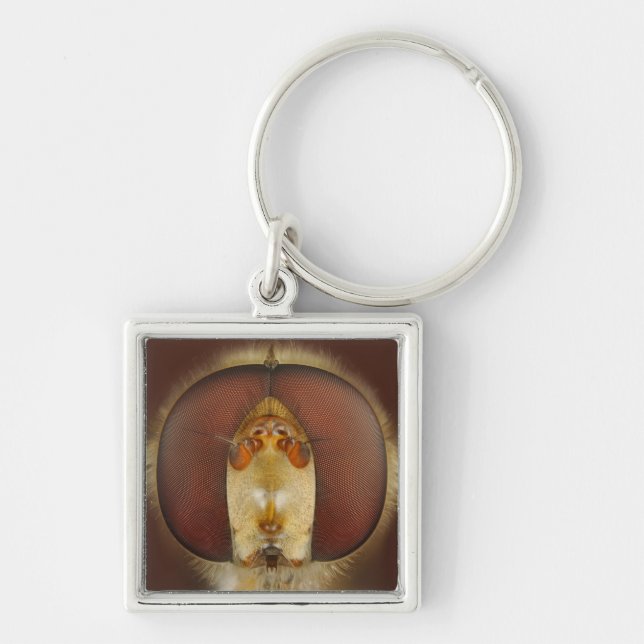 Llavero Ojos principales y compuestos de una mosca de la (Frente)