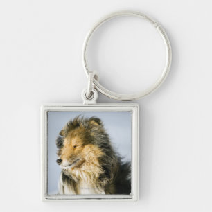 Llavero Opinión el perro pastor de Shetland