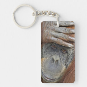 Llavero Orangután de Sumatra hembra en cautiverio