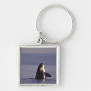 Llavero Orca asesina (Orca orcinus) haciendo spyhop cerca