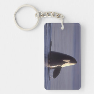 Llavero Orca asesina (Orca orcinus) haciendo spyhop cerca
