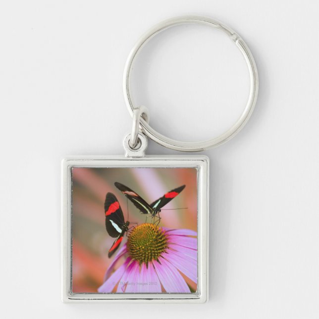 Llavero Oregon, los E.E.U.U. 3 (Frente)